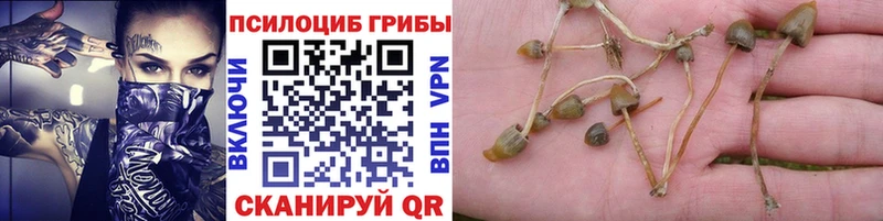 Галлюциногенные грибы прущие грибы  Купить где  Петровск-Забайкальский 